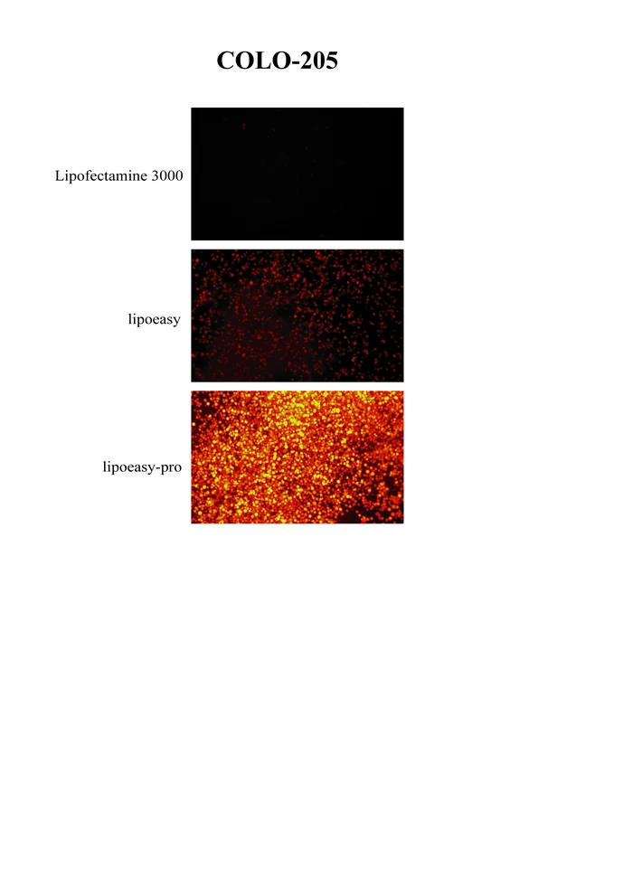 COLO transfection