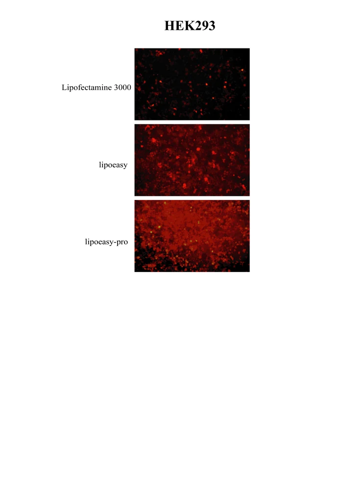 HEK293 transfection