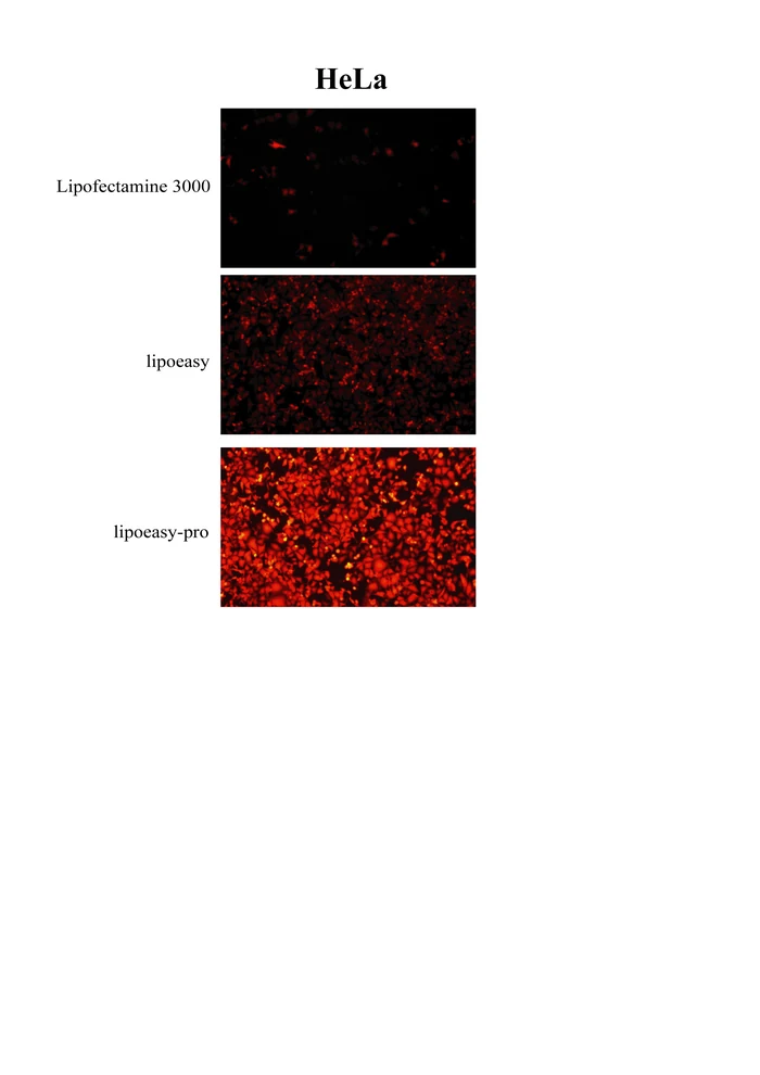 体外 mRNA 转染效率