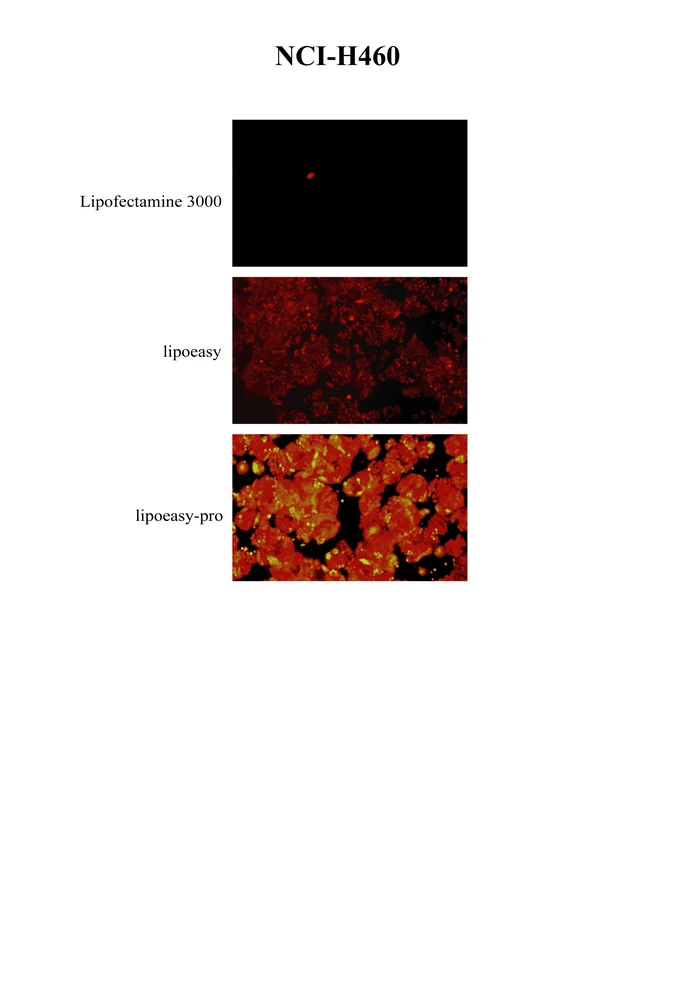 体外 mRNA 转染效率